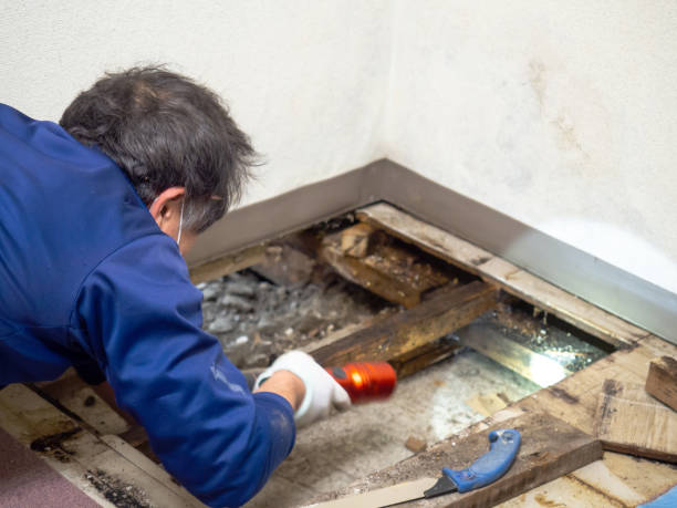 Best Black Mold Removal  in Pampa, TX