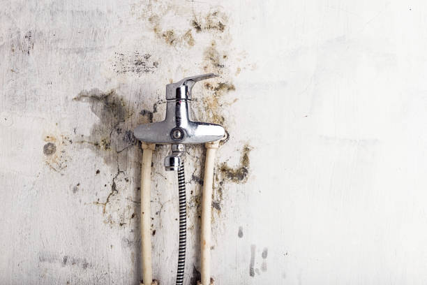 Best Local Mold Removal Service  in Pampa, TX