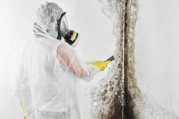 Trusted Pampa, TX Mold Removal Experts