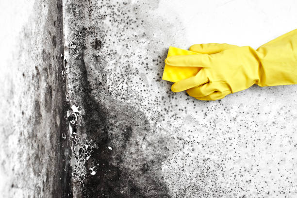 Certified Mold Removal in Pampa, TX