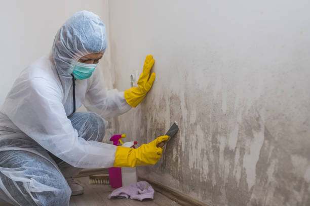 Best Certified Mold Removal  in Pampa, TX