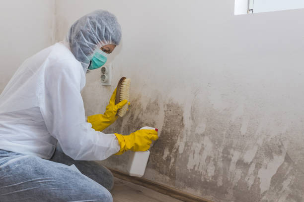 Best Mold Damage Repair  in Pampa, TX