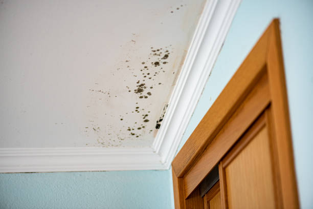  Pampa, TX Mold Removal Pros