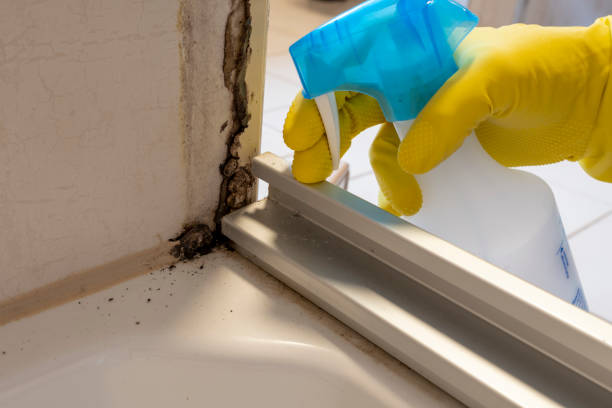  Pampa, TX Mold Removal Pros