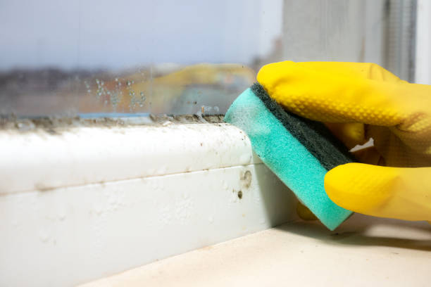 Best Mold Damage Repair  in Pampa, TX