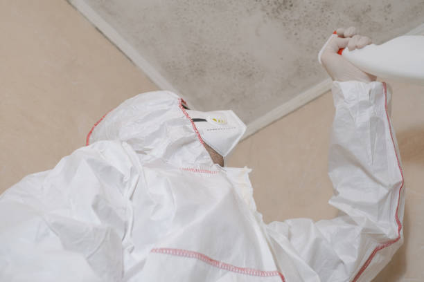 Best Certified Mold Removal  in Pampa, TX