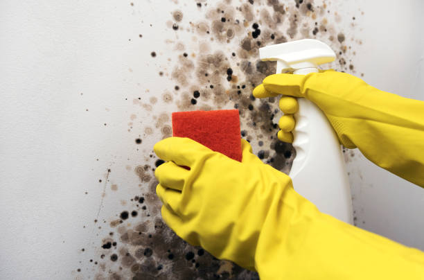 Best Mold Remediation  in Pampa, TX