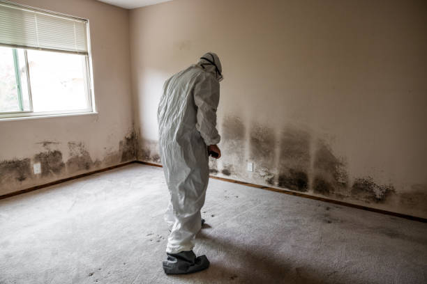 Best Black Mold Removal  in Pampa, TX