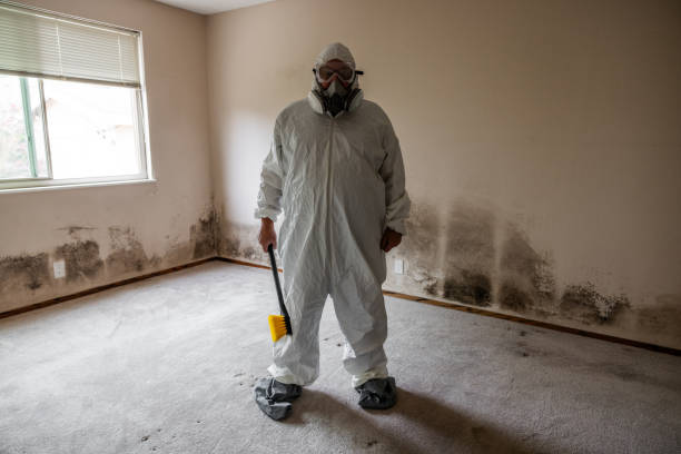 Best Emergency Mold Removal  in Pampa, TX