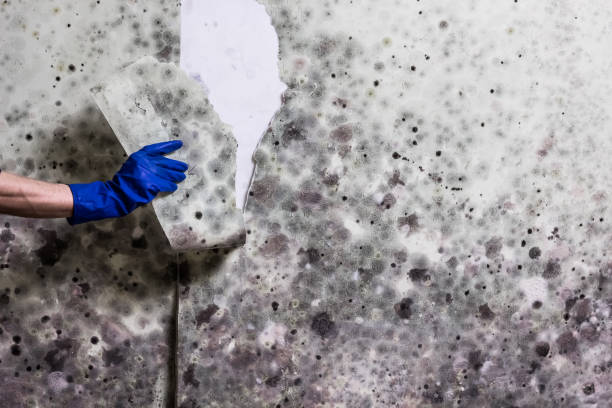 Best Crawl Space Mold Removal  in Pampa, TX