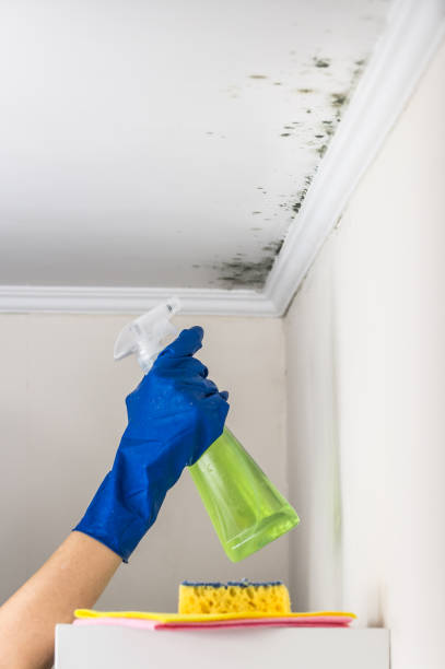 Best Local Mold Removal Service  in Pampa, TX